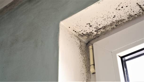 Environmental Consulting for Mold Prevention in Carrollton, MO