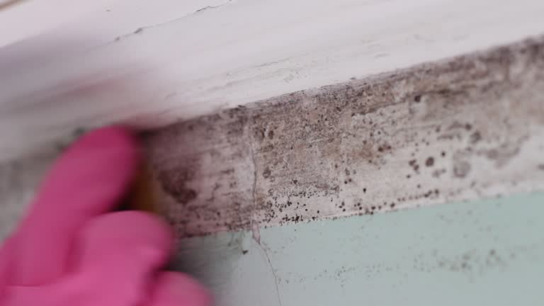 Forensic Mold Investigation in Carrollton, MO